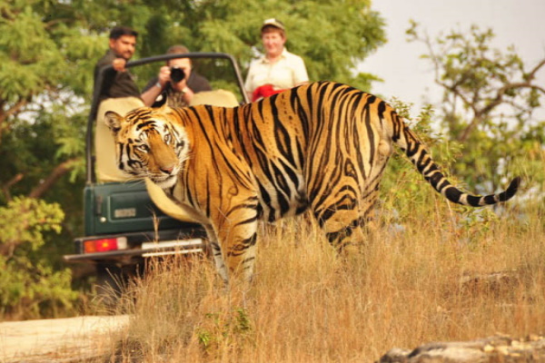 ranthambore one